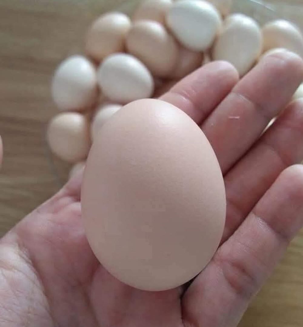 š„ Doctors Reveal That Eating Eggs Frequently Causes⦠IMG_3604